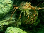 cieloestrellas reef4.jpg